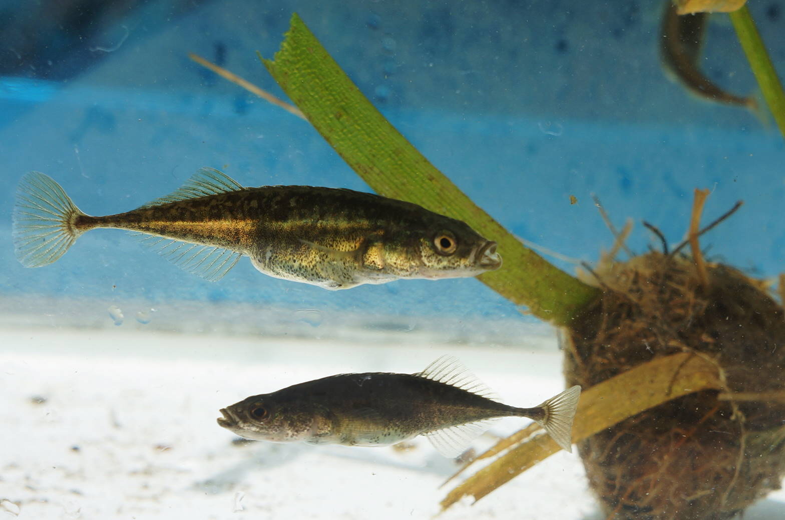 にいがたnpo 地域づくり情報ネット